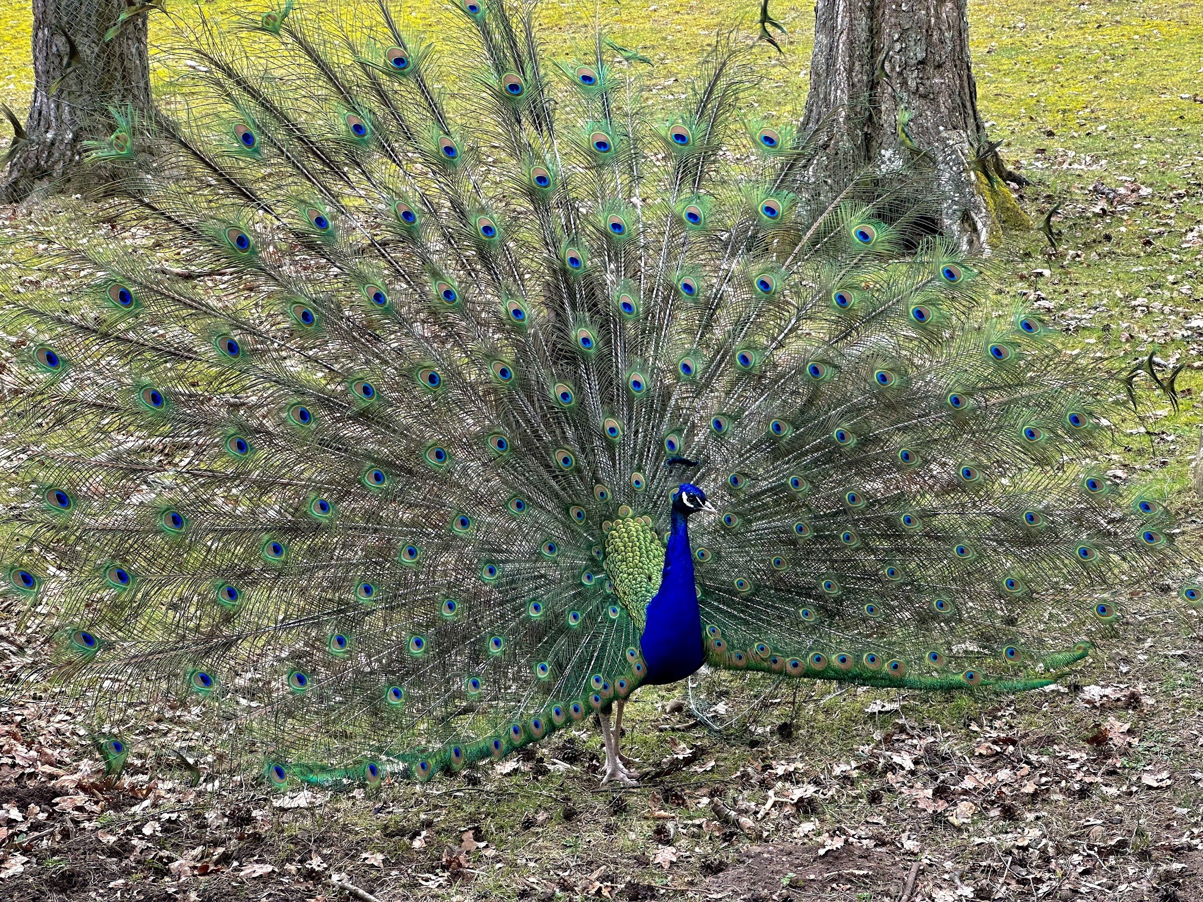 Jönköpings stadspark